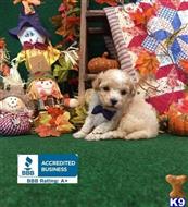maltipoo puppy posted by Rhonda Wallace